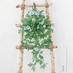 Dây hoa leo dã quỳ giả trắng xanh